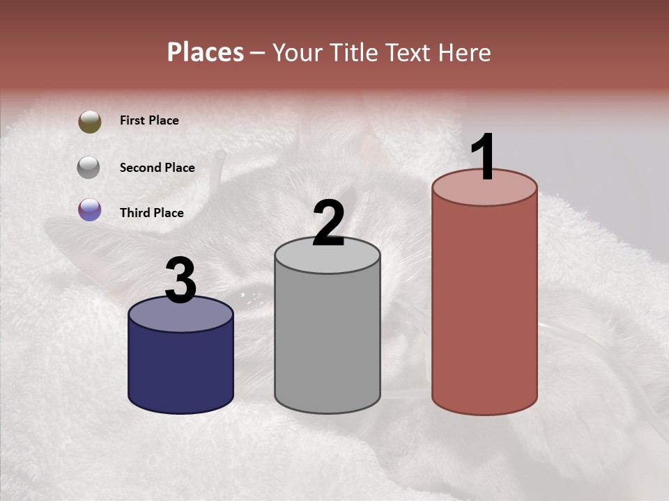 Post Op Surgery Kitten PowerPoint Template