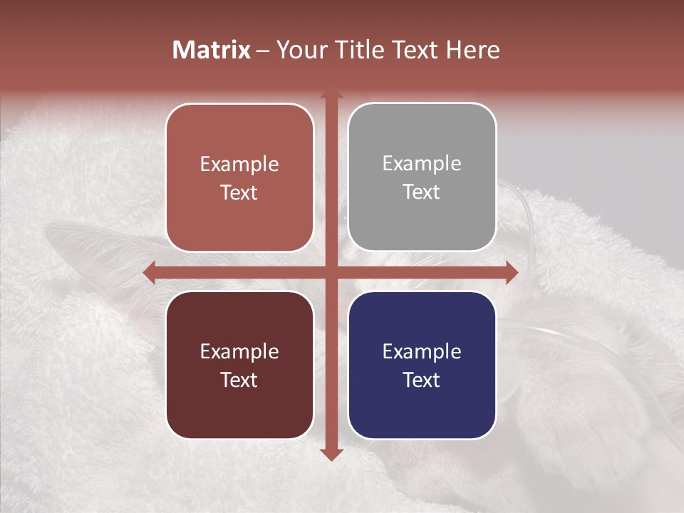 Post Op Surgery Kitten PowerPoint Template