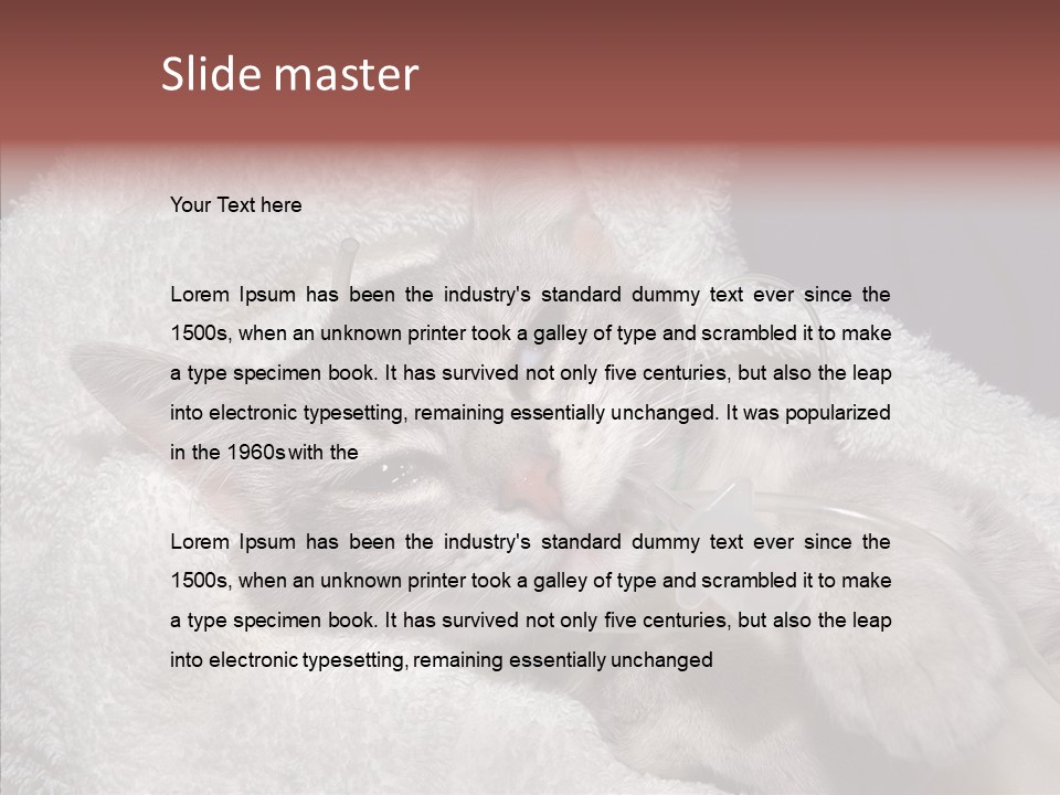 Post Op Surgery Kitten PowerPoint Template