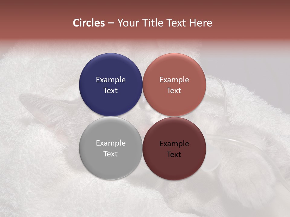 Post Op Surgery Kitten PowerPoint Template