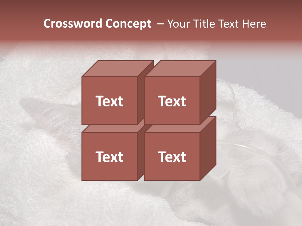 Post Op Surgery Kitten PowerPoint Template