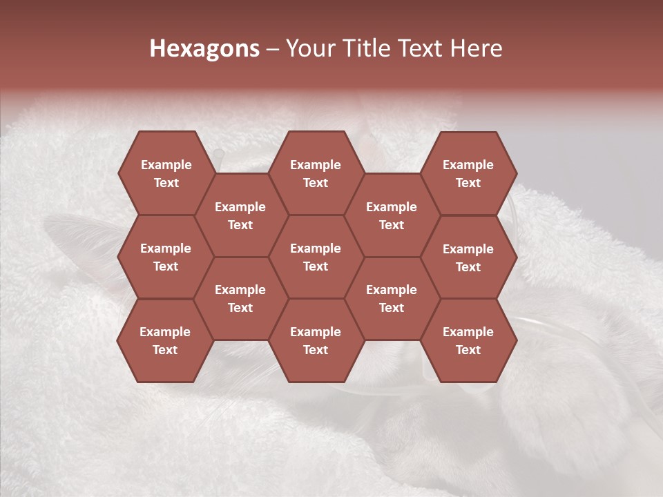 Post Op Surgery Kitten PowerPoint Template