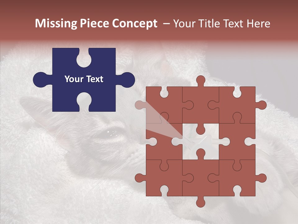 Post Op Surgery Kitten PowerPoint Template