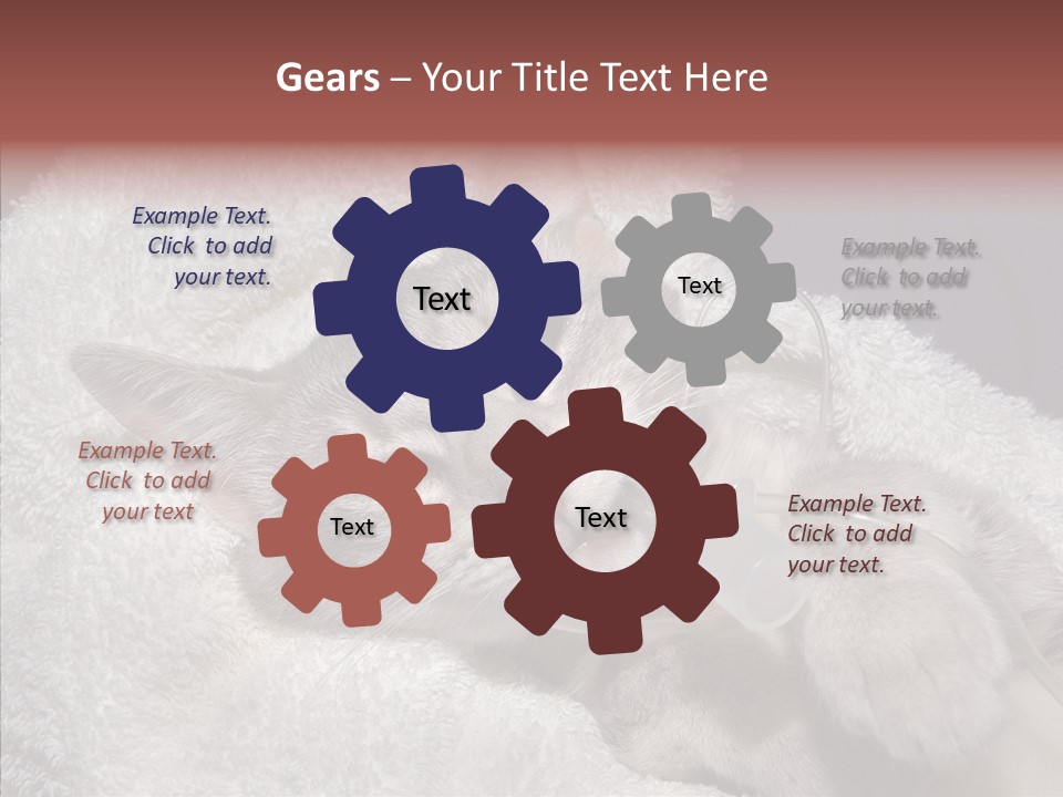 Post Op Surgery Kitten PowerPoint Template