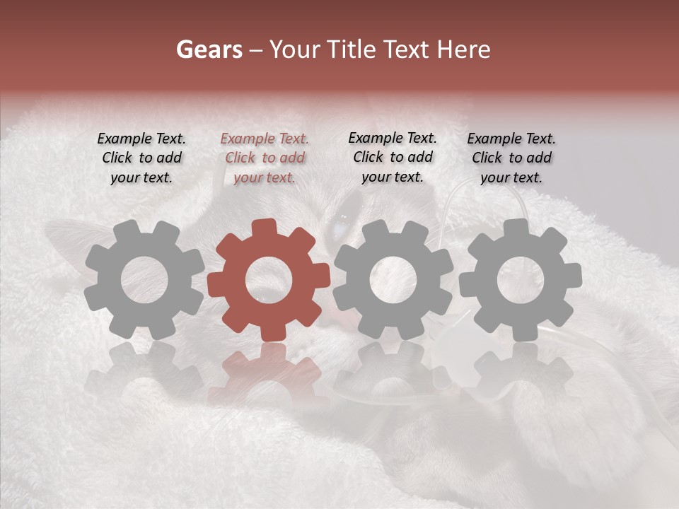 Post Op Surgery Kitten PowerPoint Template