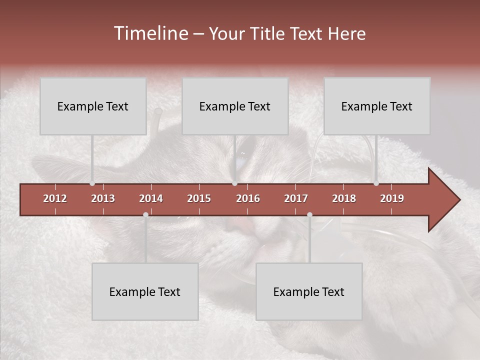 Post Op Surgery Kitten PowerPoint Template