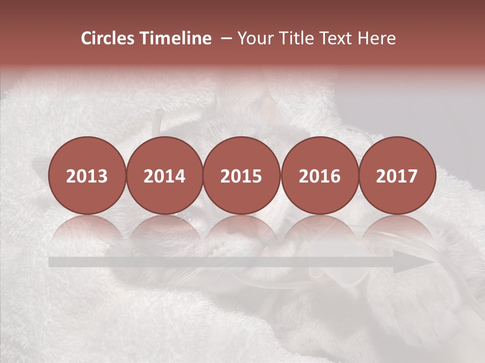 Post Op Surgery Kitten PowerPoint Template