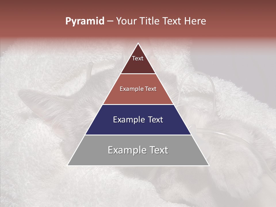 Post Op Surgery Kitten PowerPoint Template