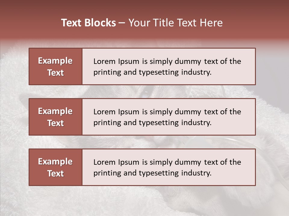 Post Op Surgery Kitten PowerPoint Template