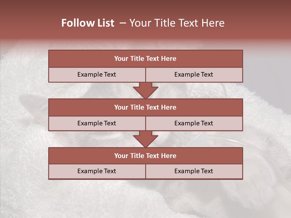Post Op Surgery Kitten PowerPoint Template