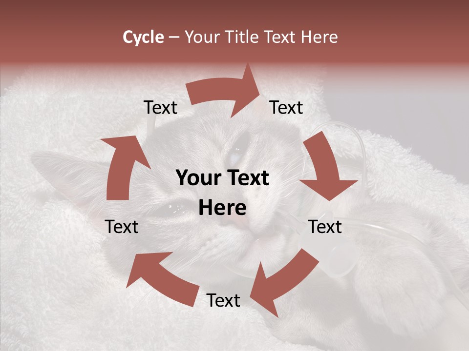 Post Op Surgery Kitten PowerPoint Template