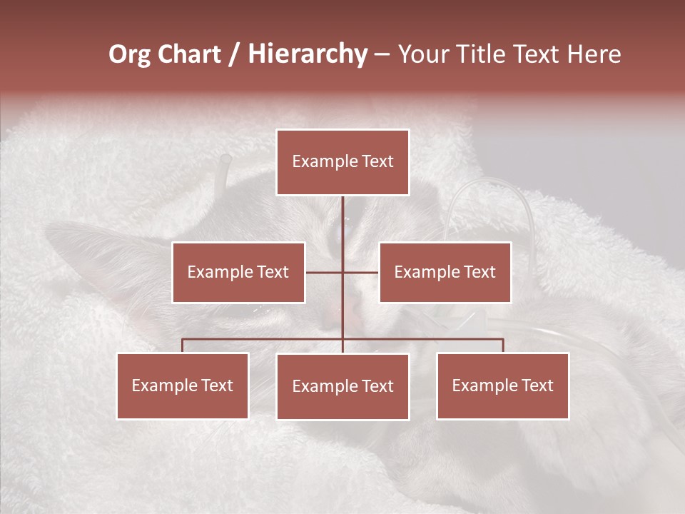Post Op Surgery Kitten PowerPoint Template