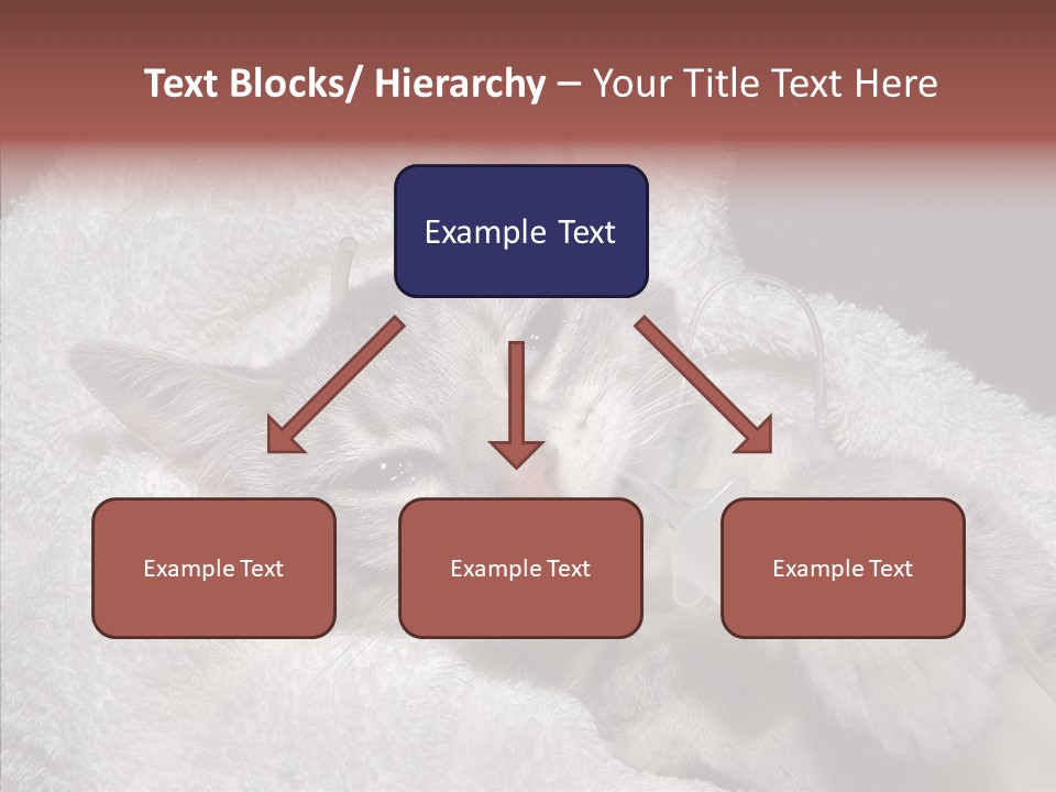 Post Op Surgery Kitten PowerPoint Template