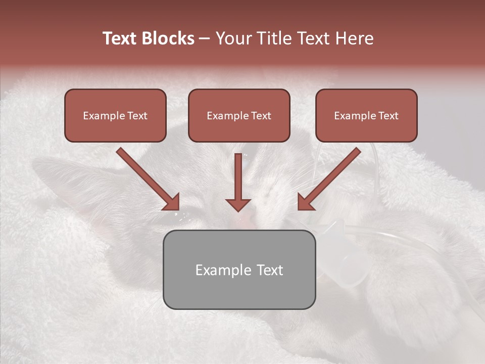 Post Op Surgery Kitten PowerPoint Template