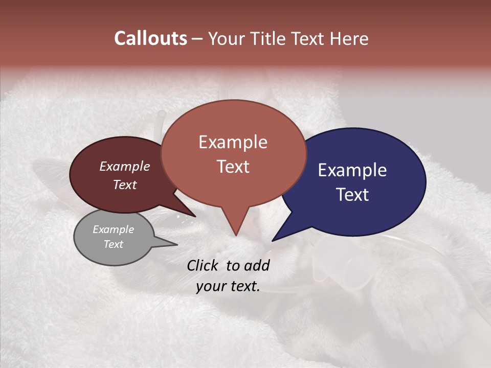 Post Op Surgery Kitten PowerPoint Template