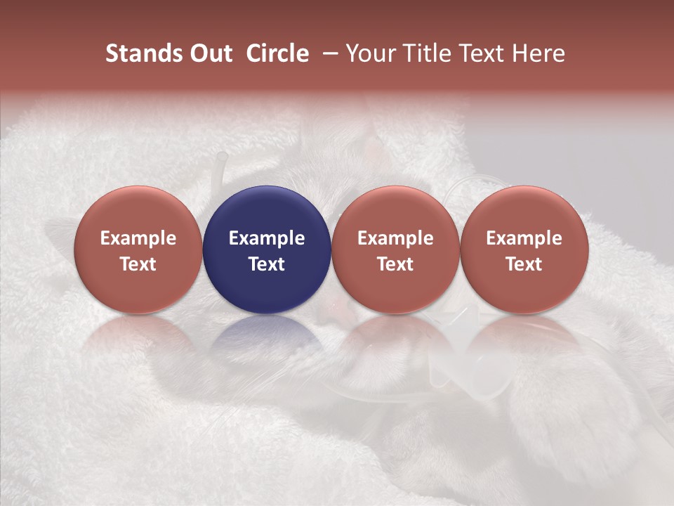 Post Op Surgery Kitten PowerPoint Template