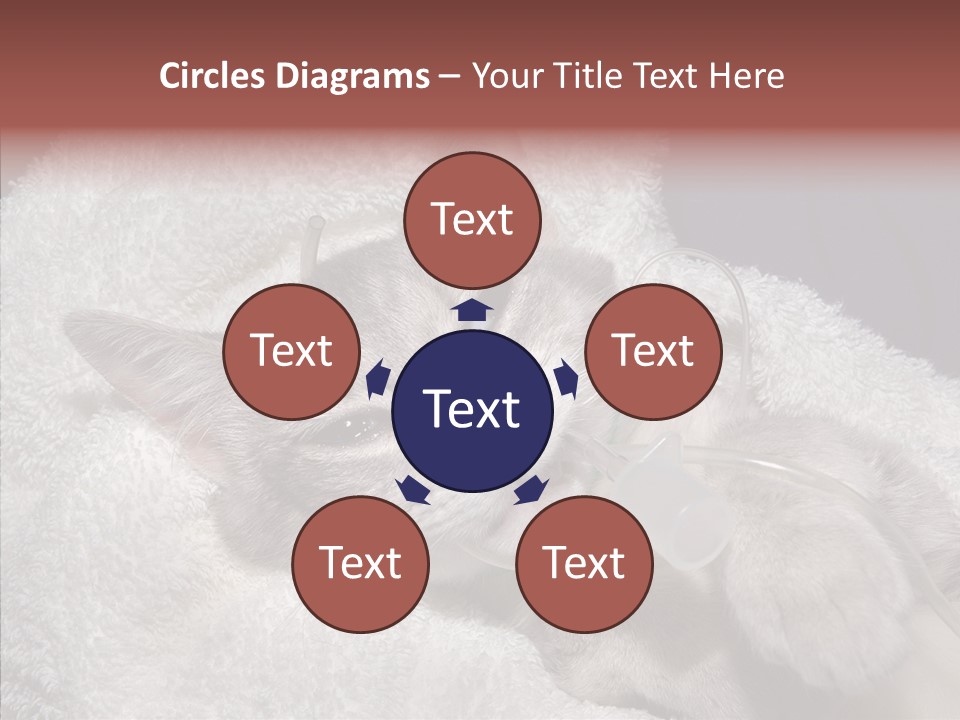 Post Op Surgery Kitten PowerPoint Template