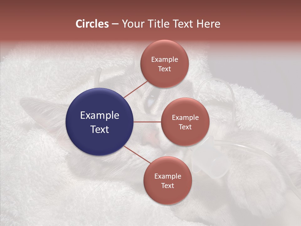 Post Op Surgery Kitten PowerPoint Template