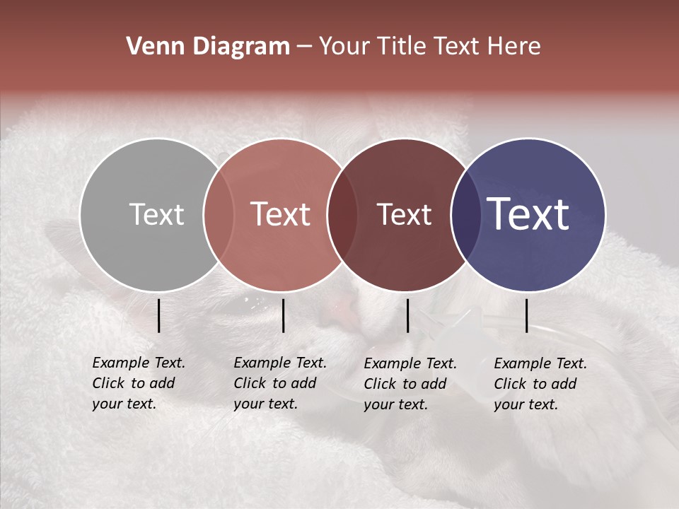Post Op Surgery Kitten PowerPoint Template