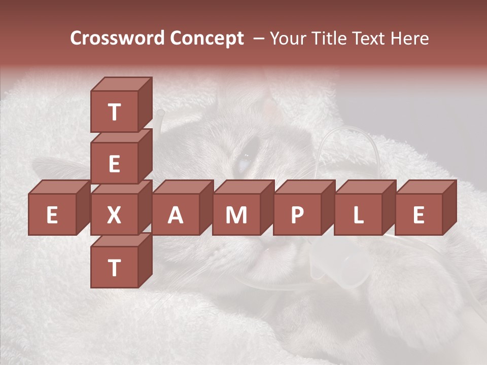 Post Op Surgery Kitten PowerPoint Template