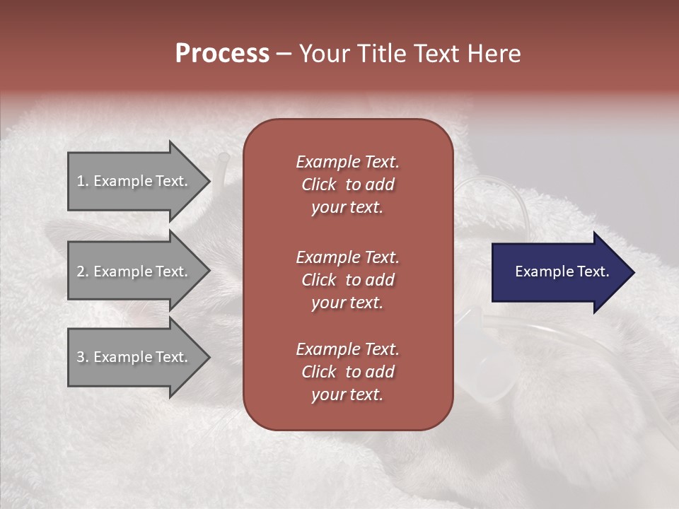 Post Op Surgery Kitten PowerPoint Template