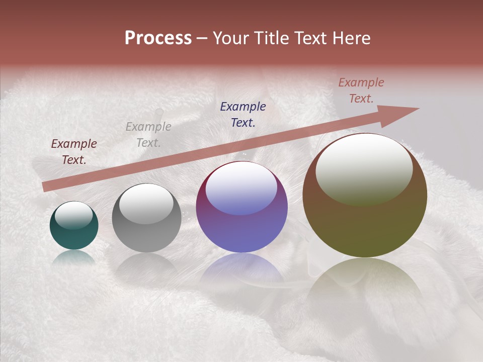 Post Op Surgery Kitten PowerPoint Template