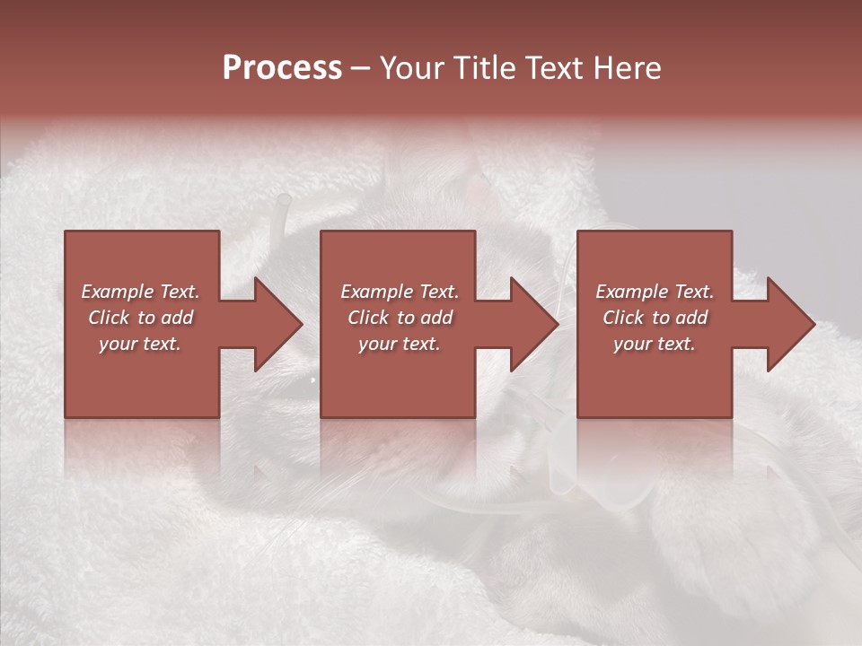 Post Op Surgery Kitten PowerPoint Template