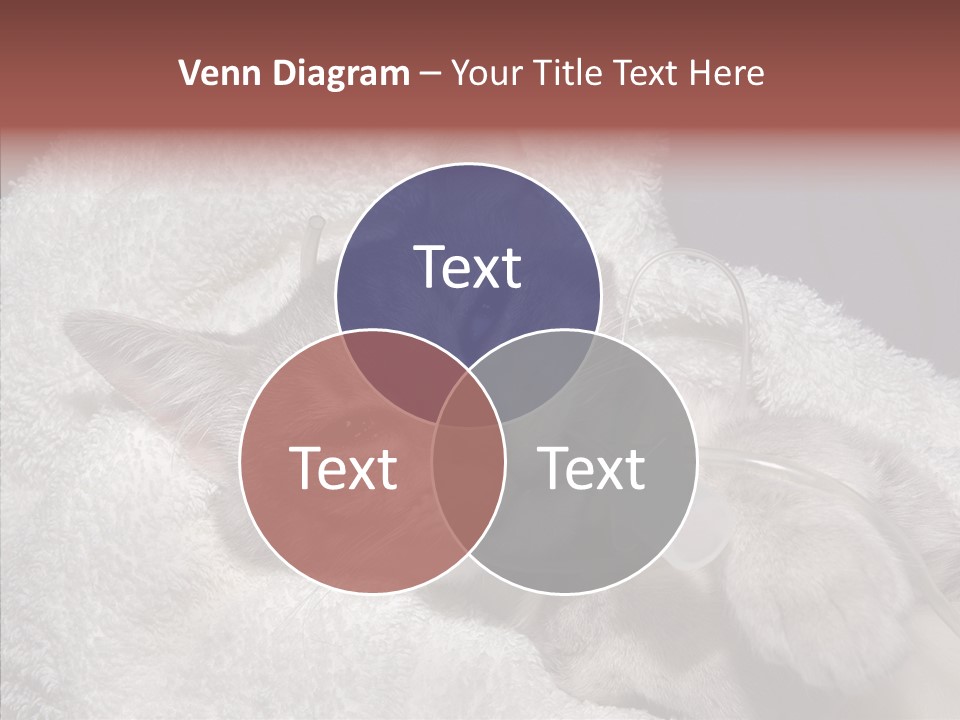 Post Op Surgery Kitten PowerPoint Template