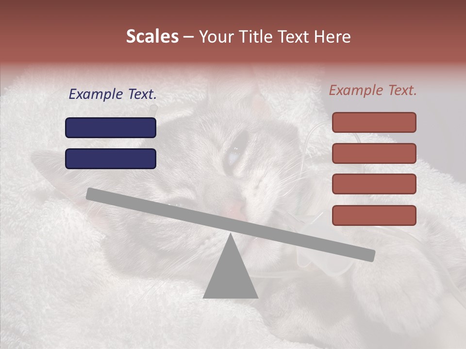 Post Op Surgery Kitten PowerPoint Template