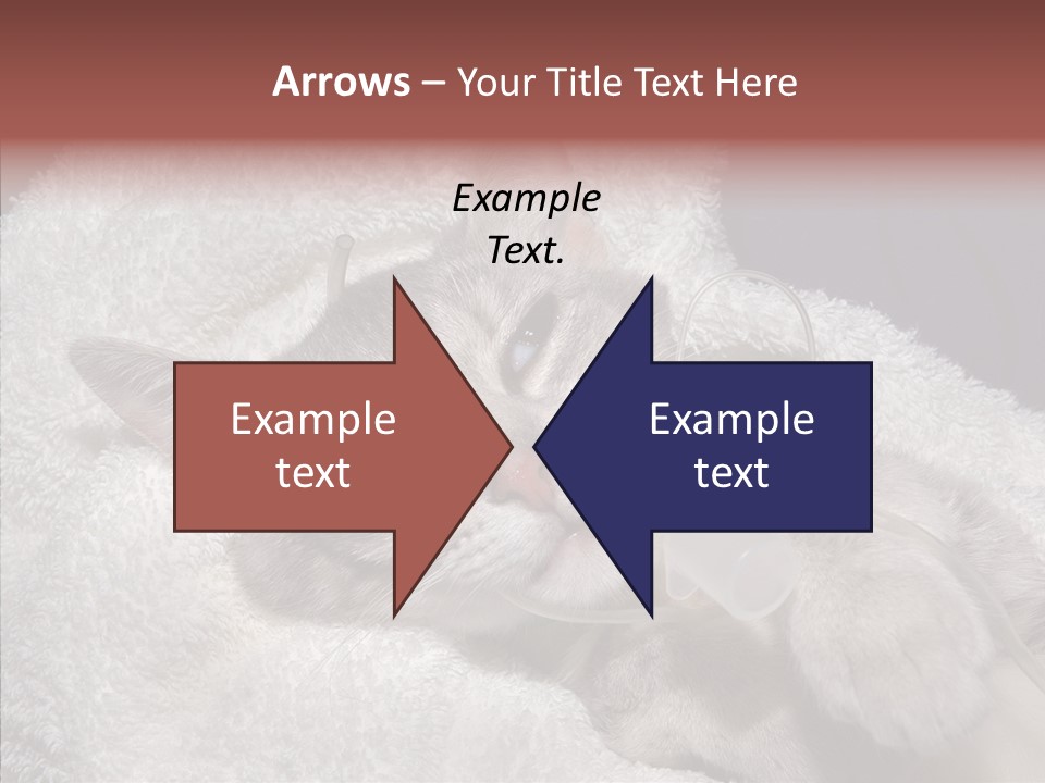 Post Op Surgery Kitten PowerPoint Template