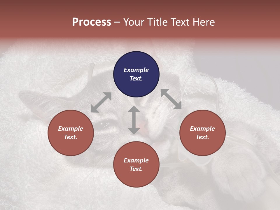 Post Op Surgery Kitten PowerPoint Template