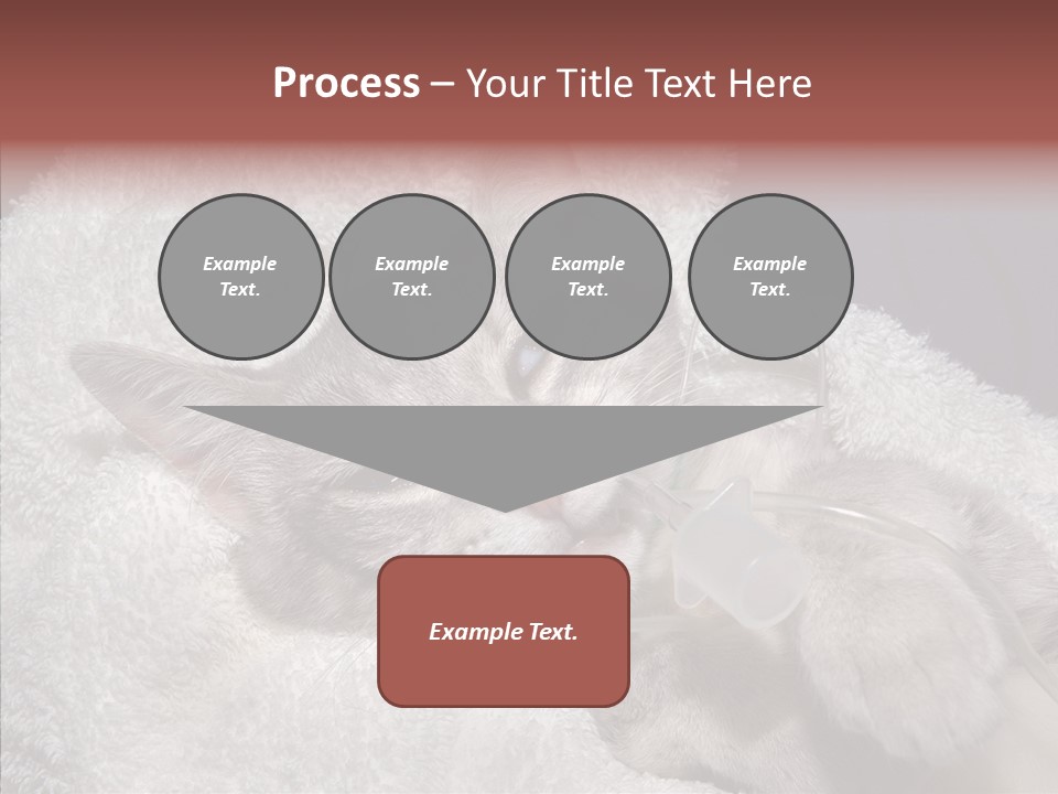 Post Op Surgery Kitten PowerPoint Template