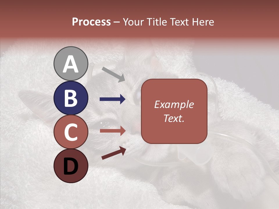 Post Op Surgery Kitten PowerPoint Template