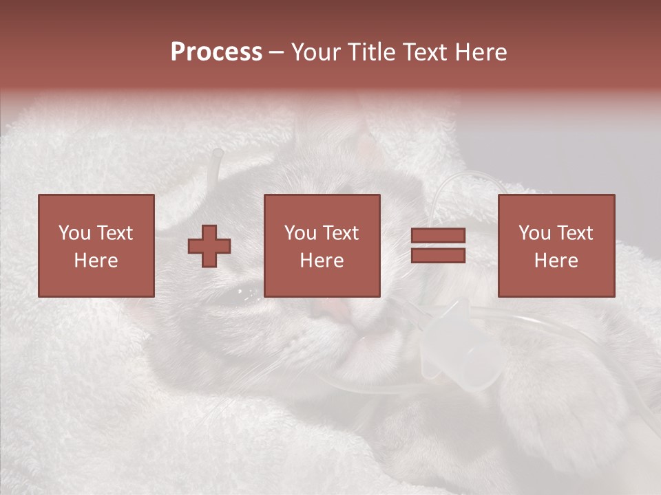 Post Op Surgery Kitten PowerPoint Template