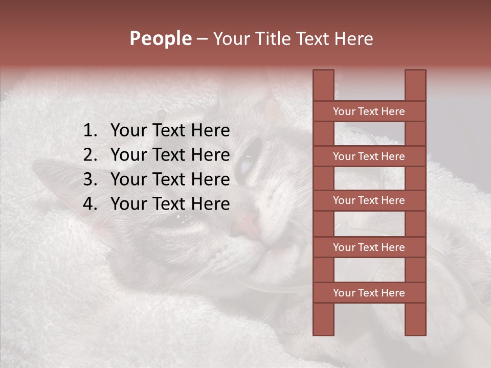 Post Op Surgery Kitten PowerPoint Template