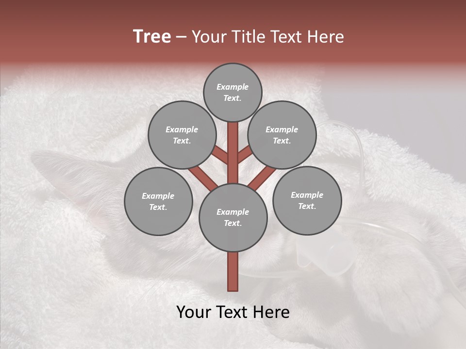 Post Op Surgery Kitten PowerPoint Template