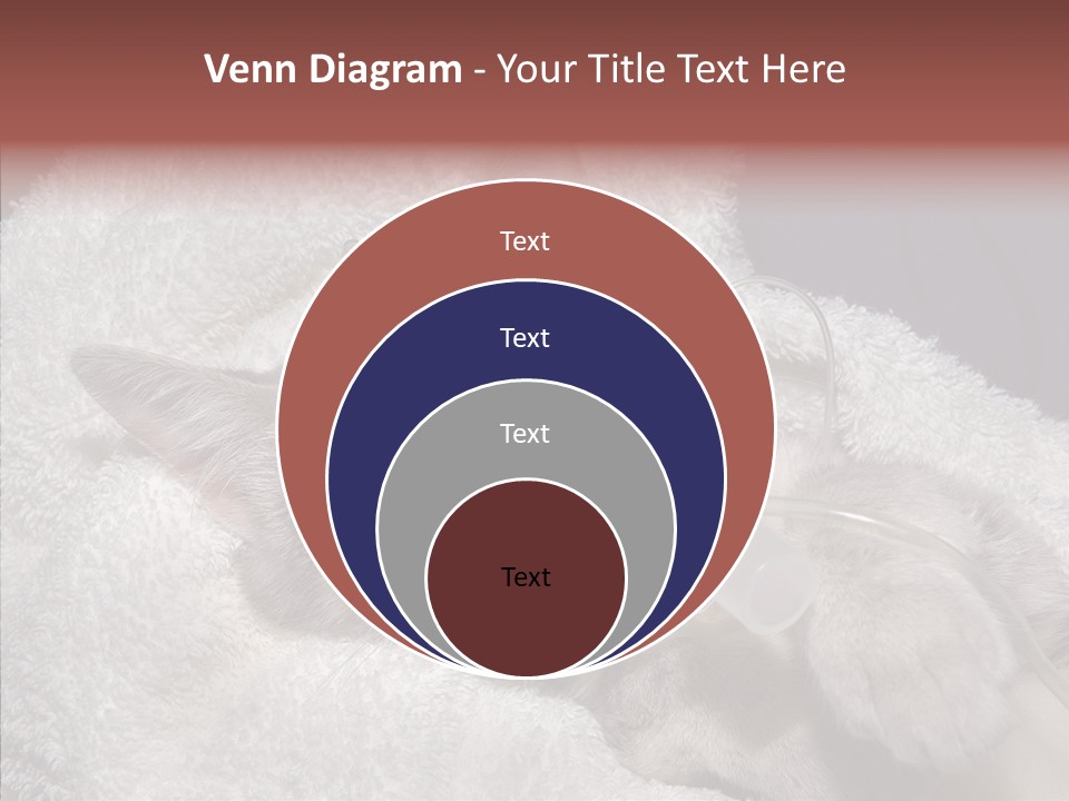 Post Op Surgery Kitten PowerPoint Template