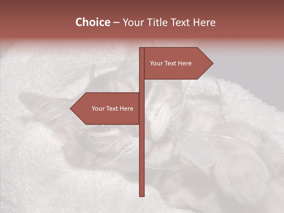 Post Op Surgery Kitten PowerPoint Template