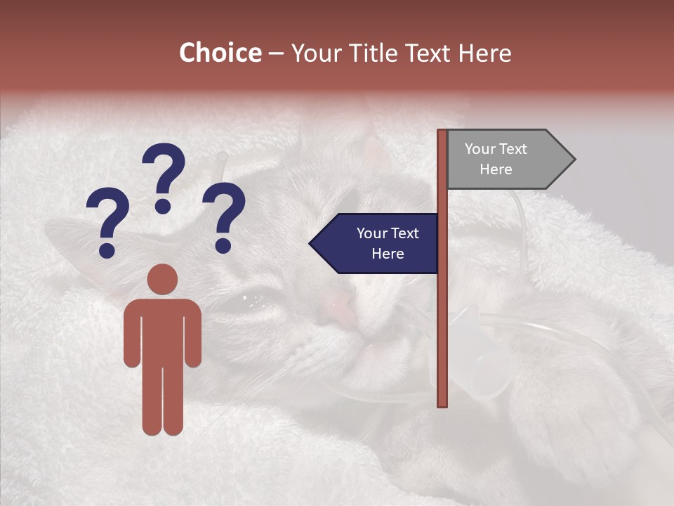Post Op Surgery Kitten PowerPoint Template