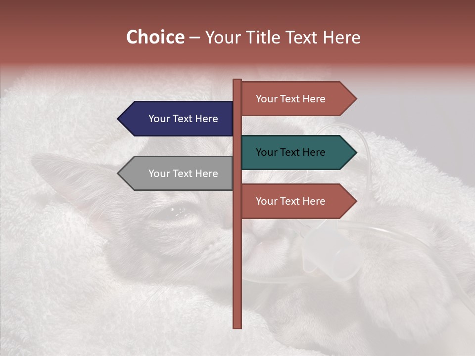Post Op Surgery Kitten PowerPoint Template