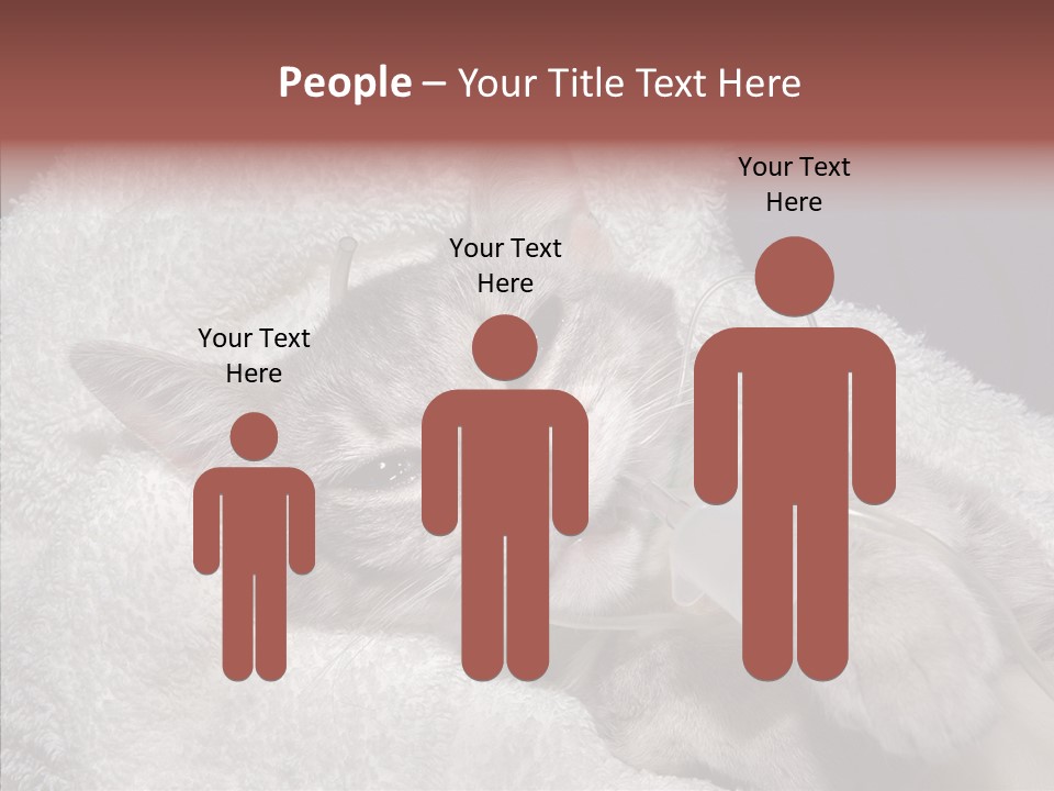 Post Op Surgery Kitten PowerPoint Template