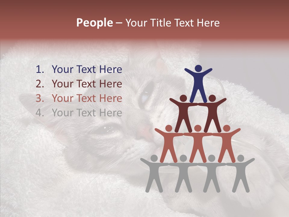 Post Op Surgery Kitten PowerPoint Template