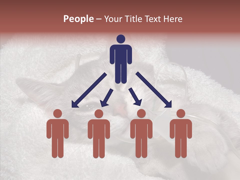 Post Op Surgery Kitten PowerPoint Template