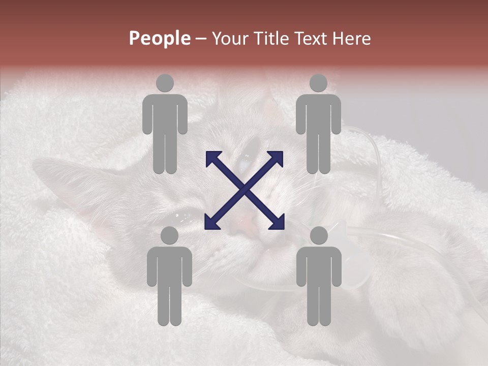 Post Op Surgery Kitten PowerPoint Template