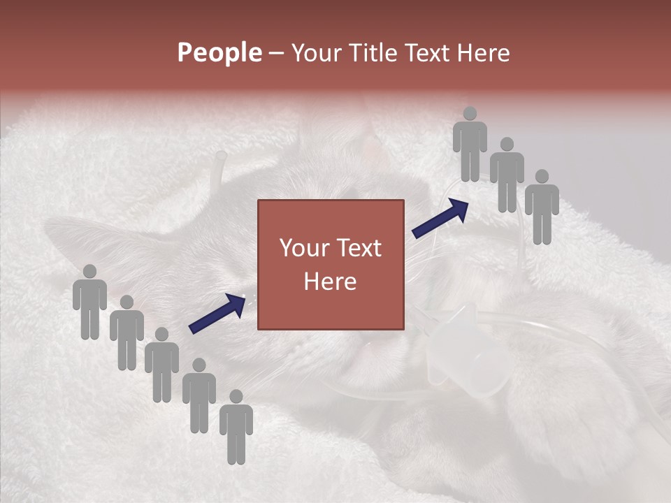 Post Op Surgery Kitten PowerPoint Template