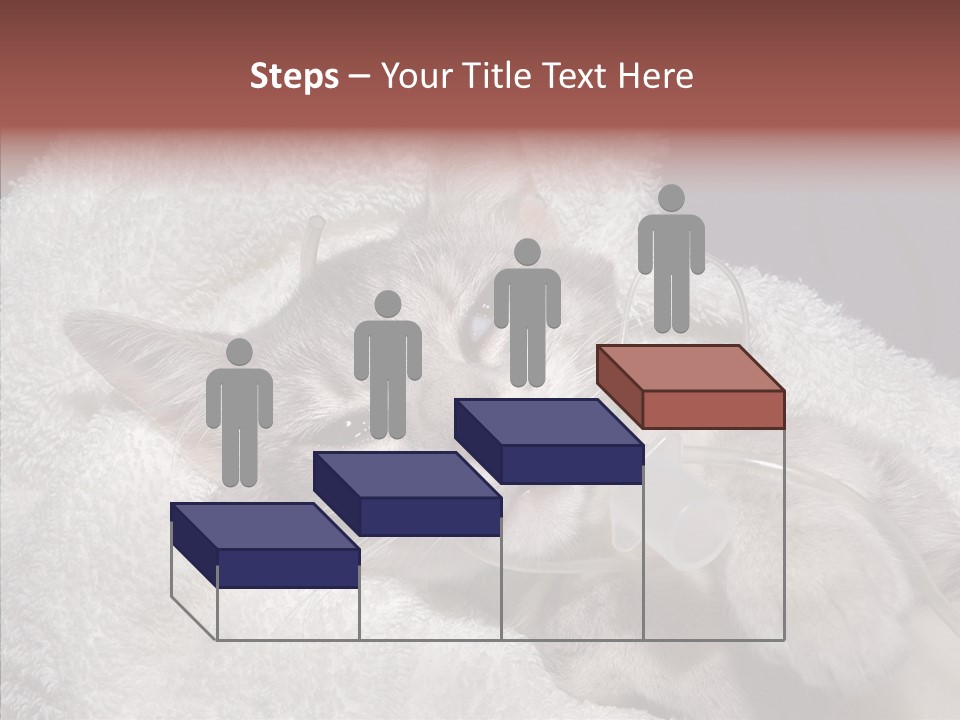 Post Op Surgery Kitten PowerPoint Template