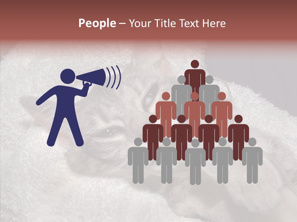 Post Op Surgery Kitten PowerPoint Template