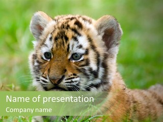 Tigris Nature White PowerPoint Template