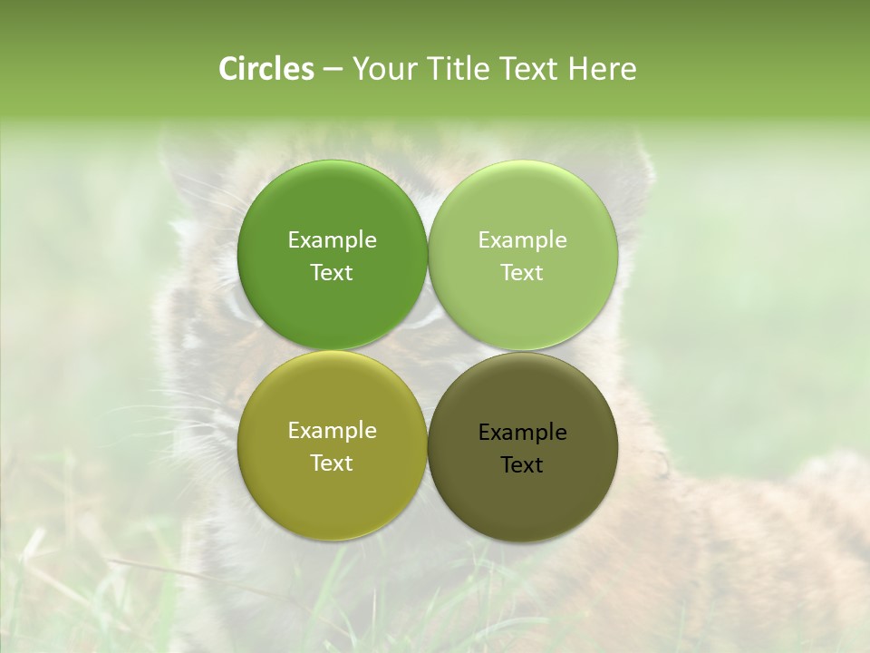 Tigris Nature White PowerPoint Template
