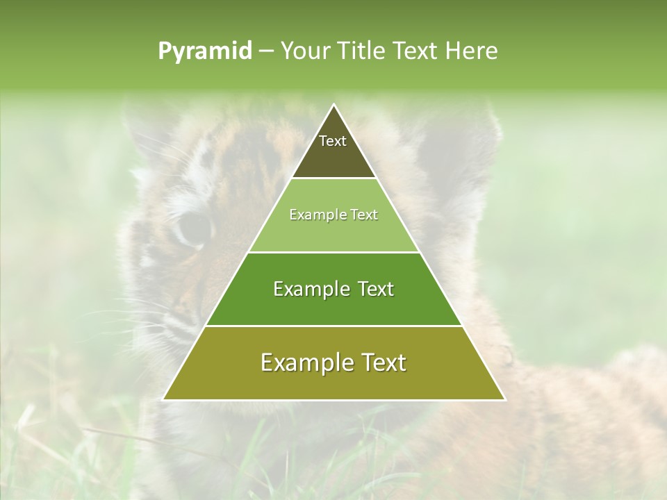 Tigris Nature White PowerPoint Template